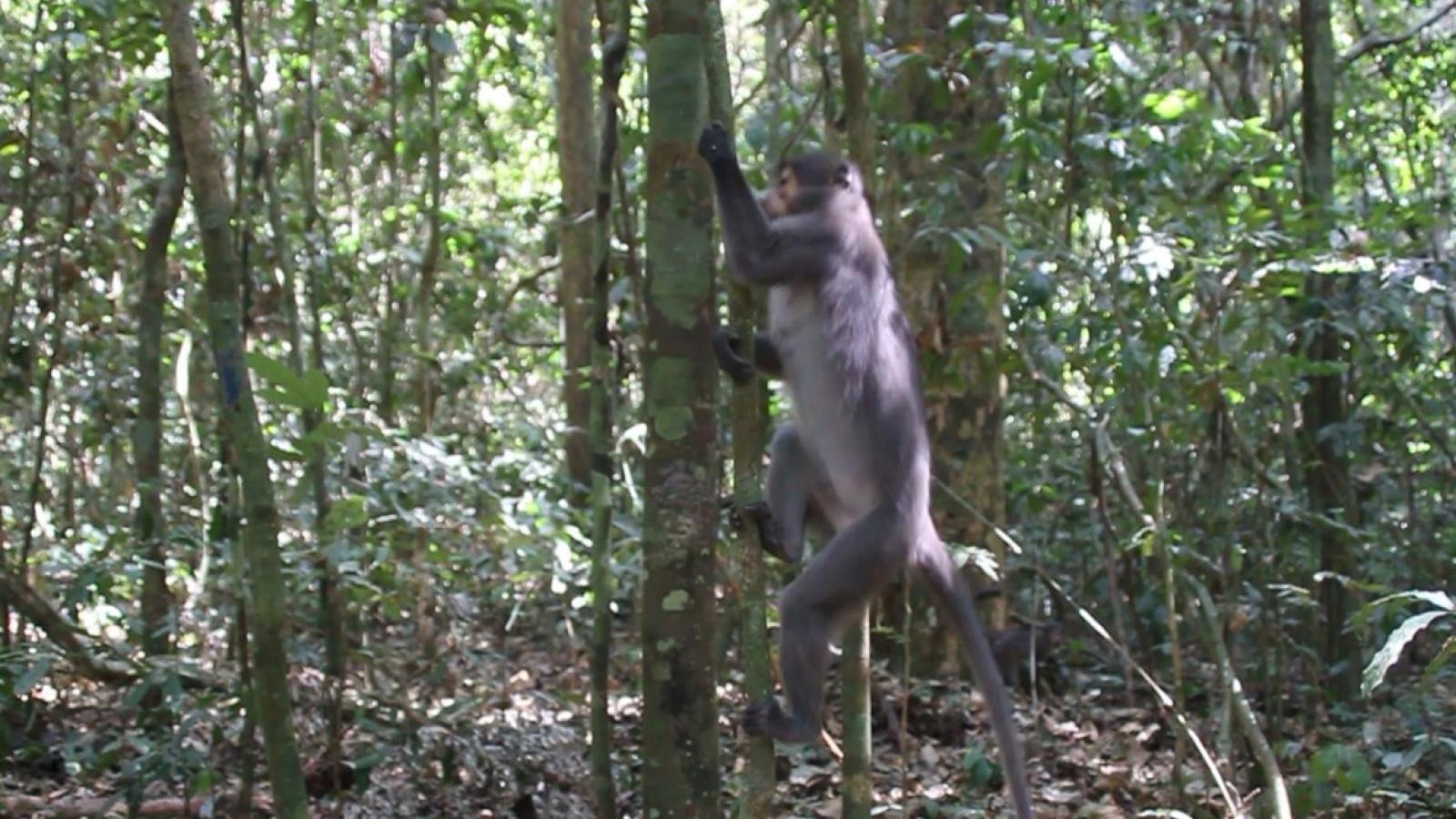 black and grey monkey climbing a tree
