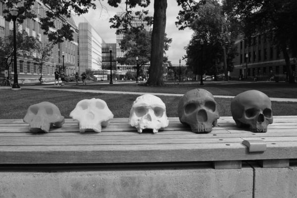 3D skulls in black and white.