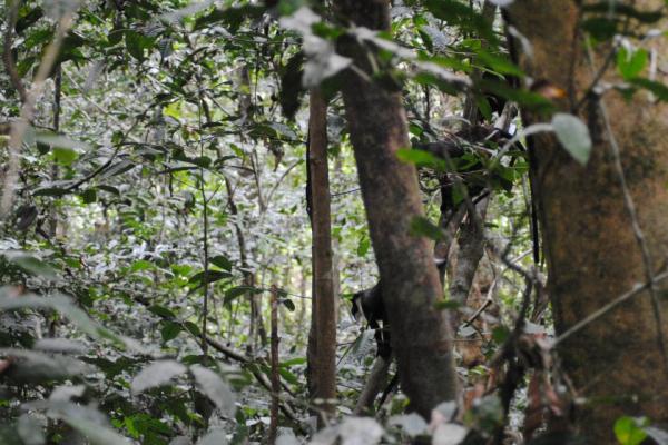 Diana Monkey in forest