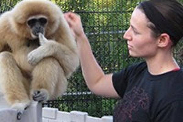 Exploring primate behavior