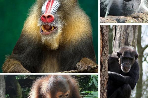 Collage of primates