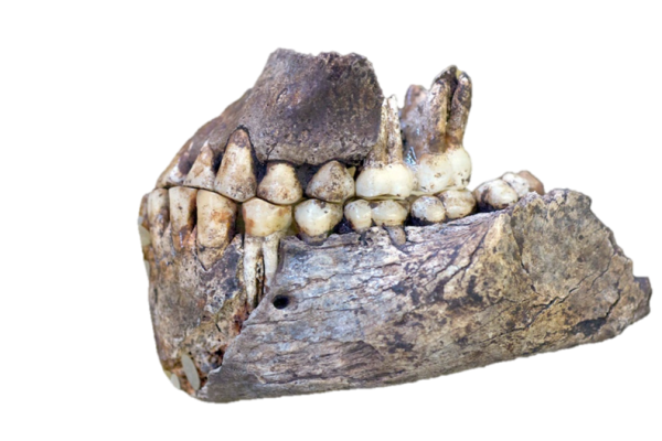 a Homo naledi jaw