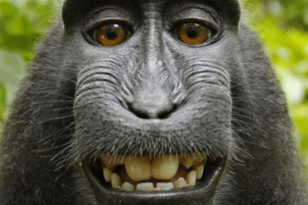 Smiling ape Smiling ape