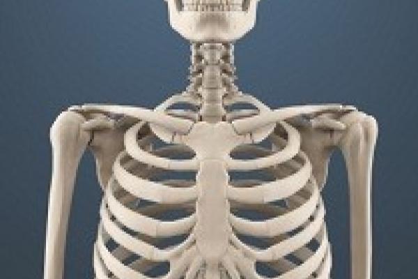 Human Skeleton Human Skeleton