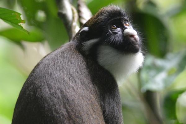Studying primate behavior