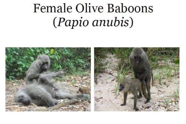 Baboon image Baboon image