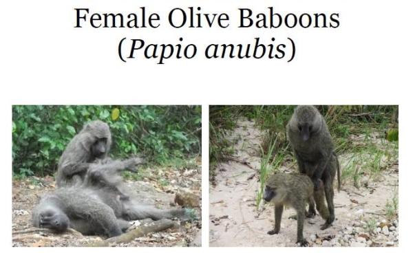 Baboon image