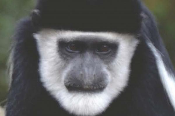 Face of a colobus monkey
