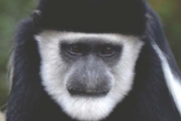 Face of a colobus monkey Face of a colobus monkey