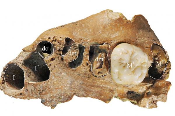 Original Xujiayao fossil of teeth
