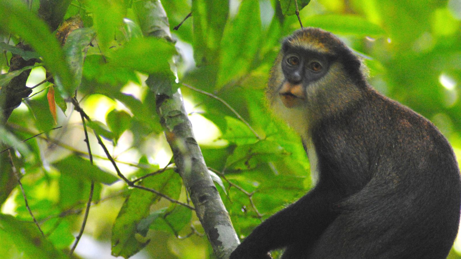 Campbell Monkey in Tai National Forest