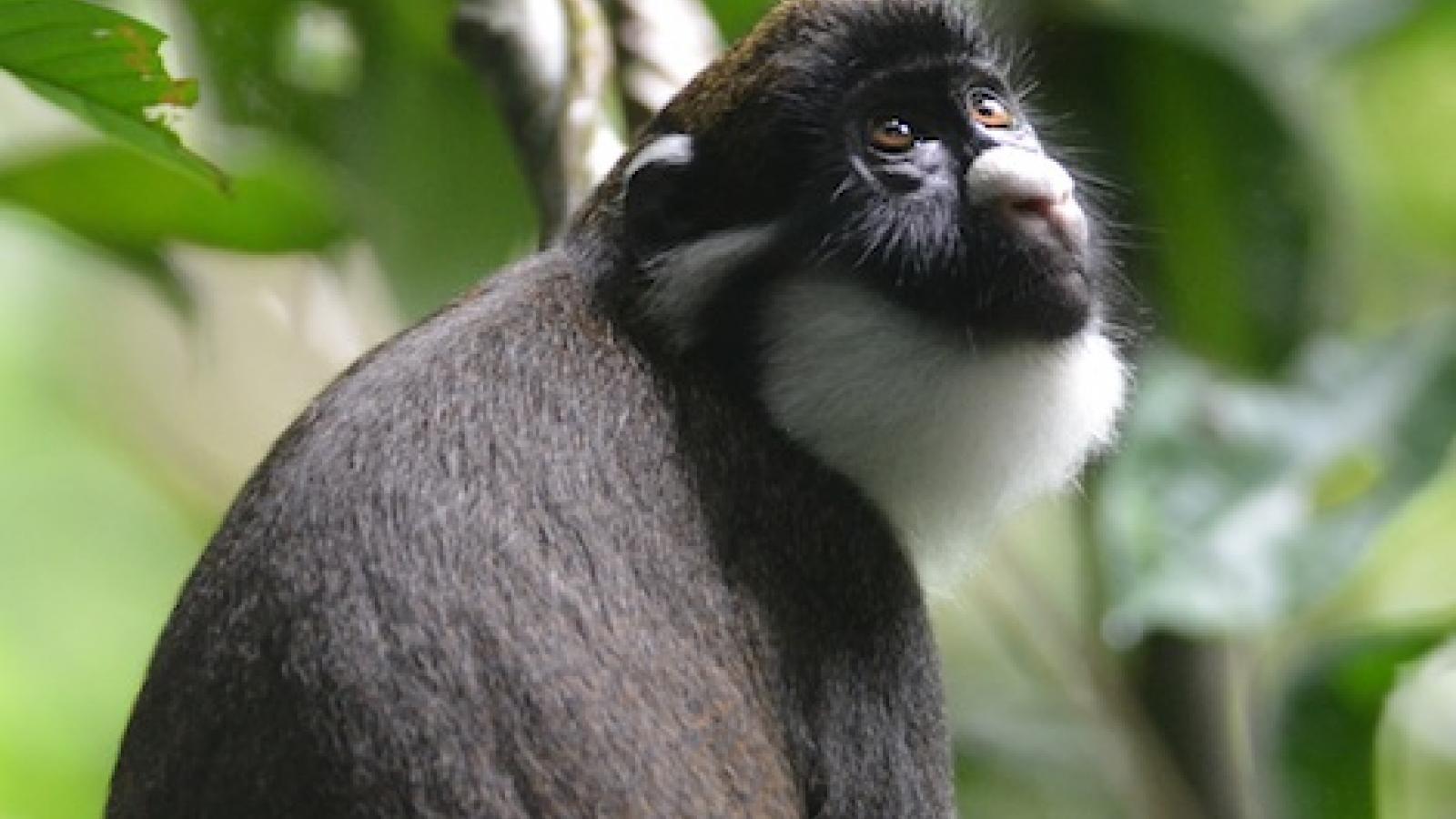 Anthropologists investigate the behavior of primates and humans