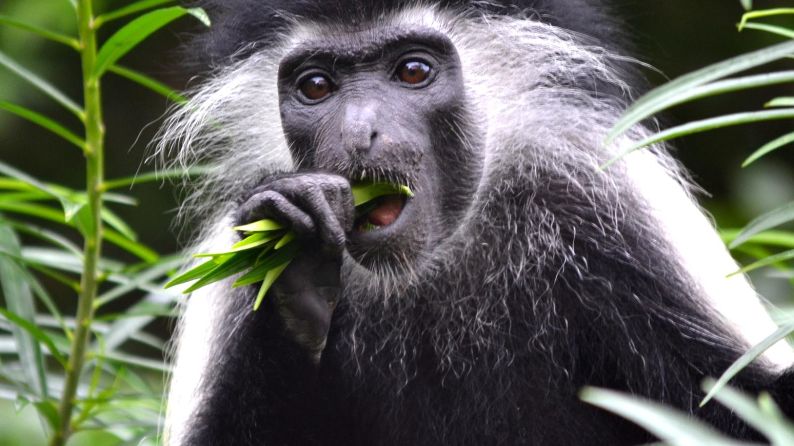 Black and white primate eating