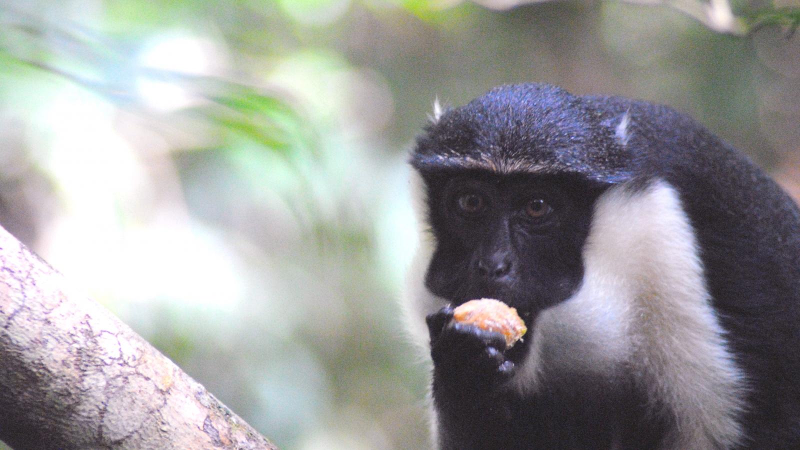 Diana Monkey Eating Fruit